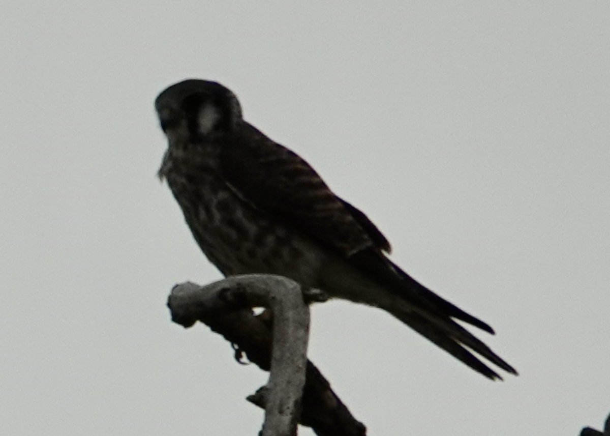 American Kestrel - Bart Williams