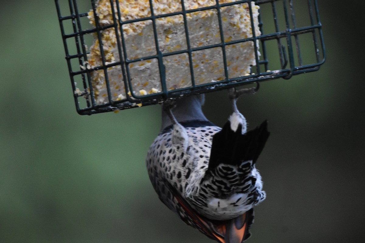 Northern Flicker (Red-shafted) - Mike Marble