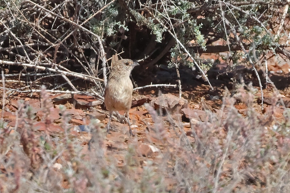 Thick-billed Grasswren - ML623968382