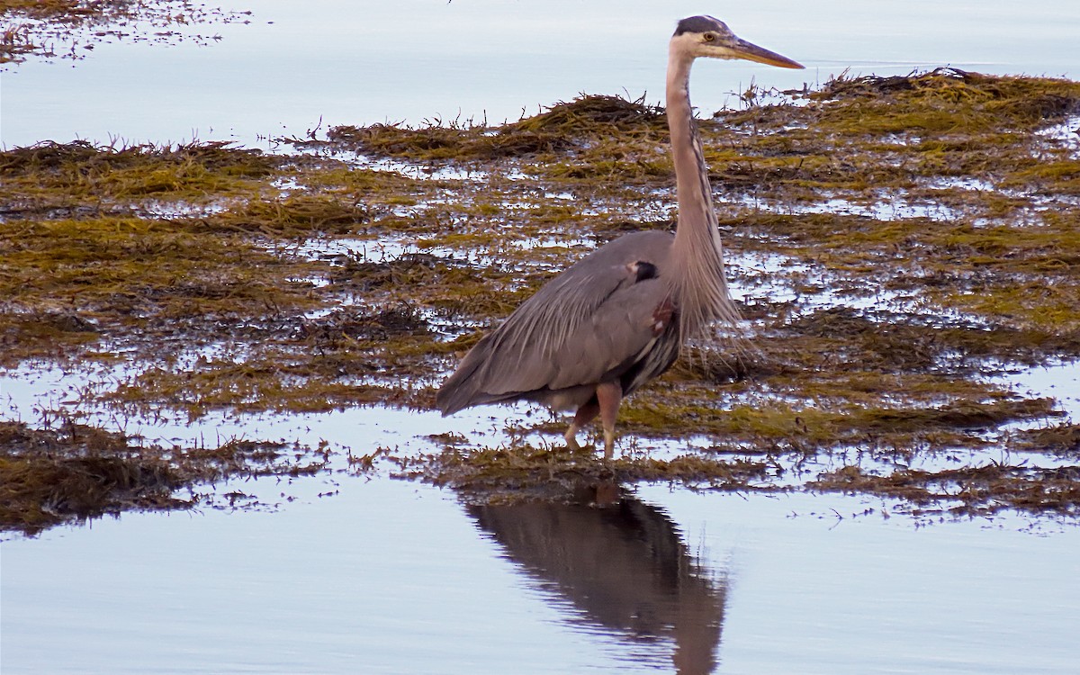 Great Blue Heron - Jim O'Neill