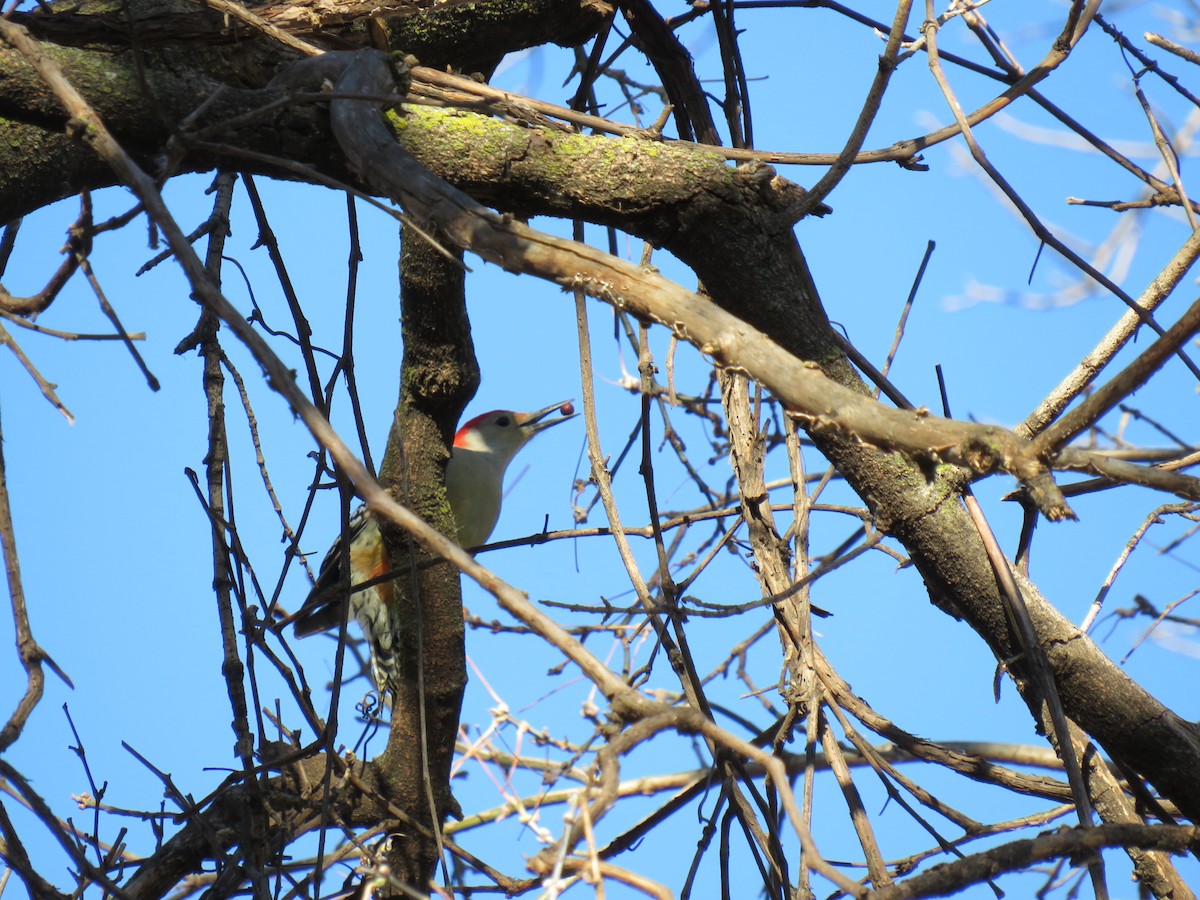 Red-bellied Woodpecker - ML623968403