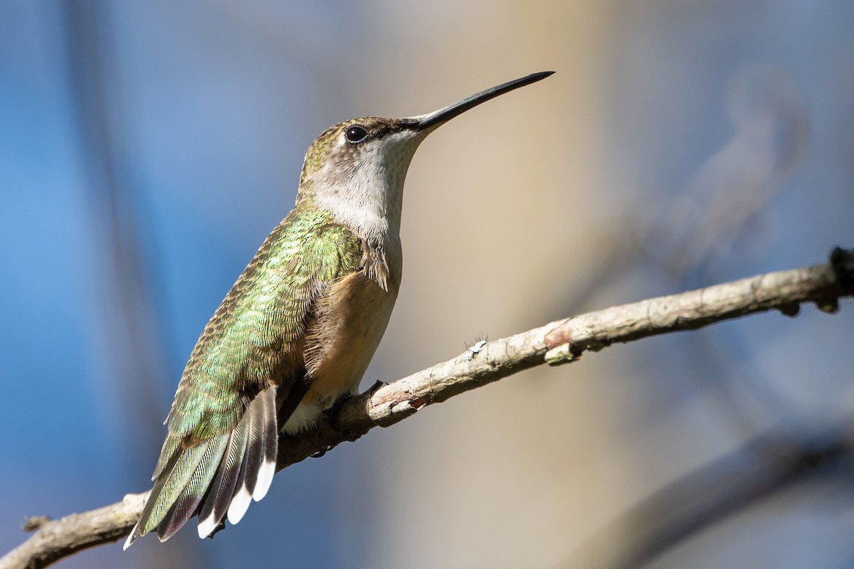 Ruby-throated Hummingbird - ML623968405