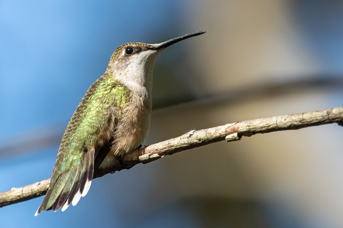 Ruby-throated Hummingbird - ML623968406