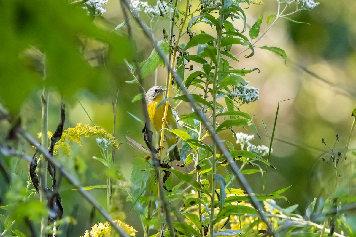 Nashville Warbler - ML623968412