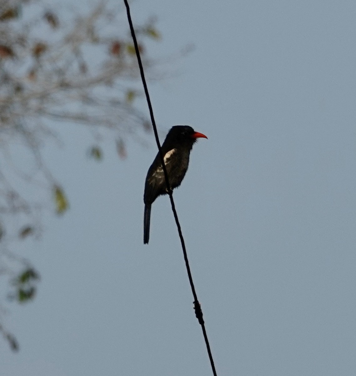 Black Nunbird - ML623968432