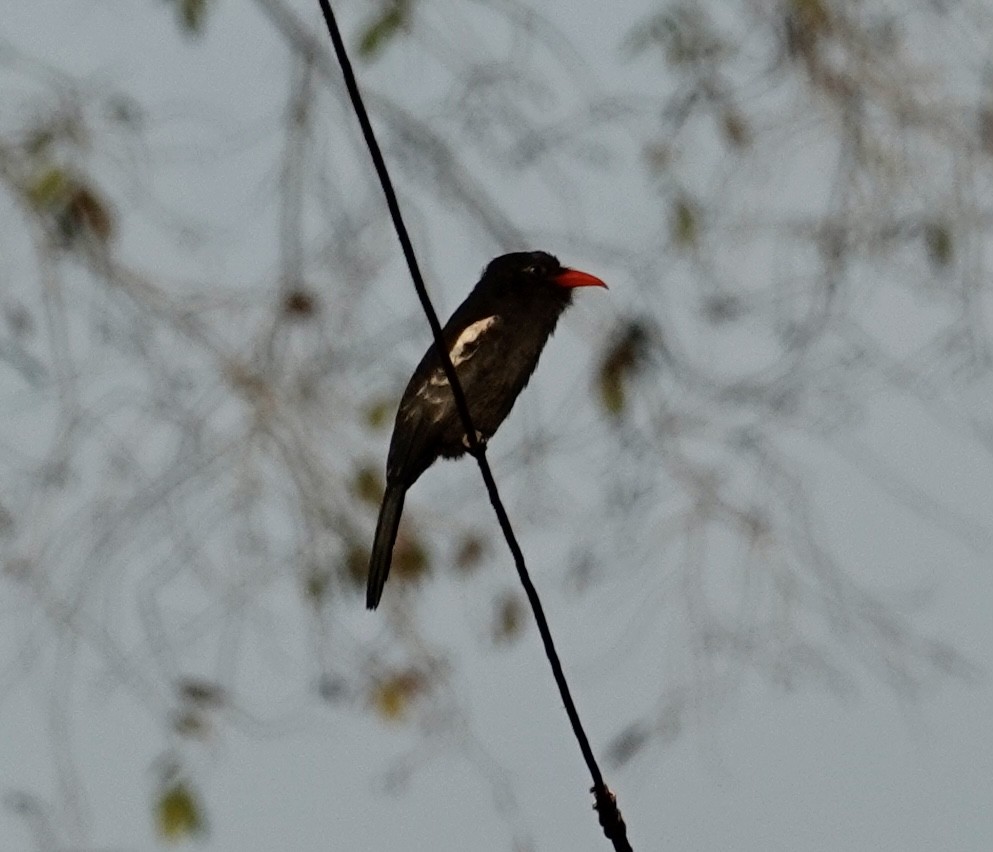 Black Nunbird - ML623968433