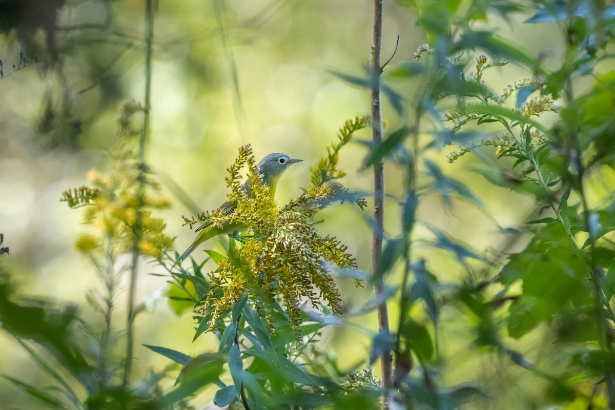 Nashville Warbler - ML623968438