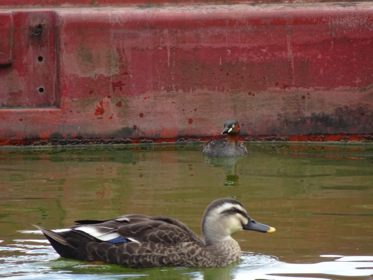 Little Grebe - ML623968440