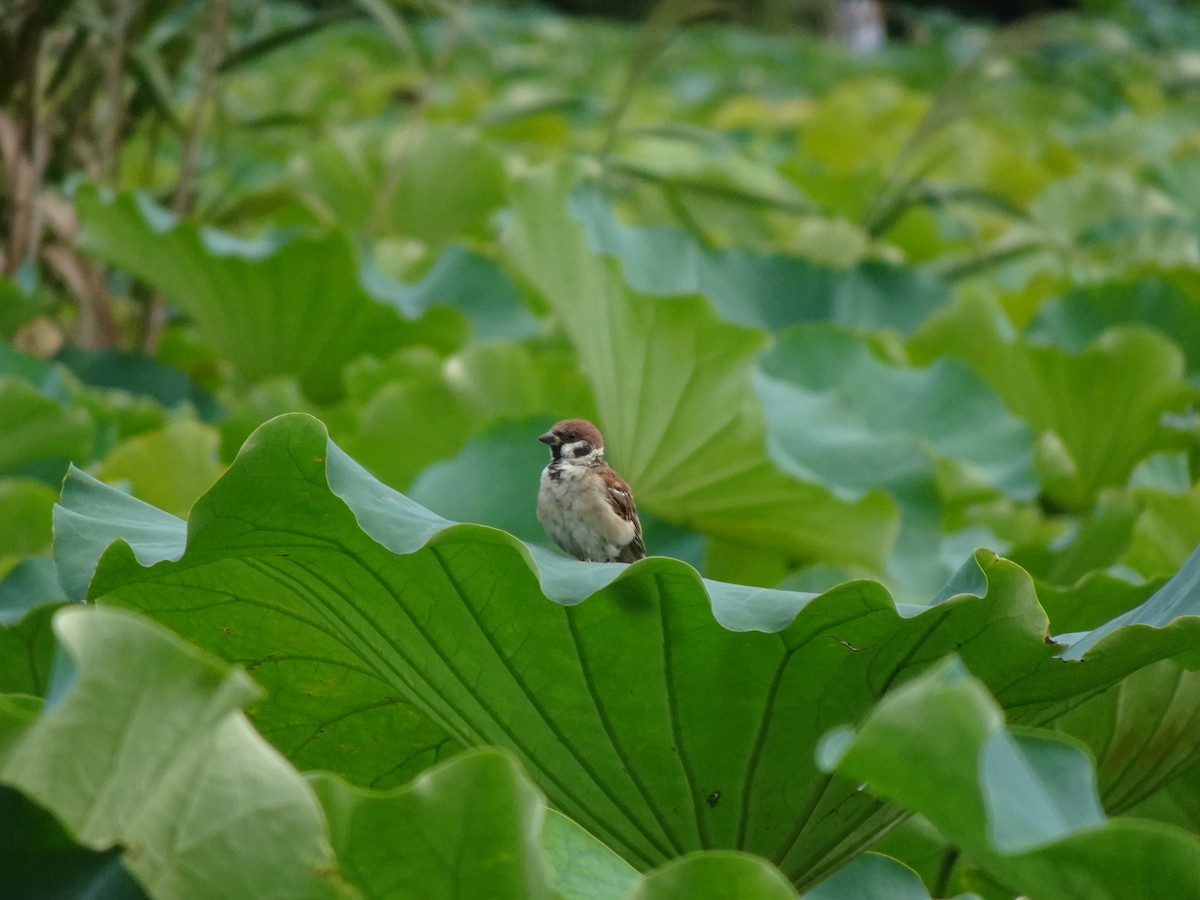 Eurasian Tree Sparrow - ML623968452