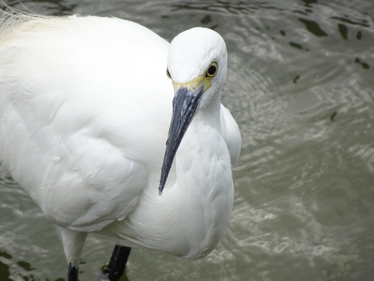 Little Egret - Pierre Alquier