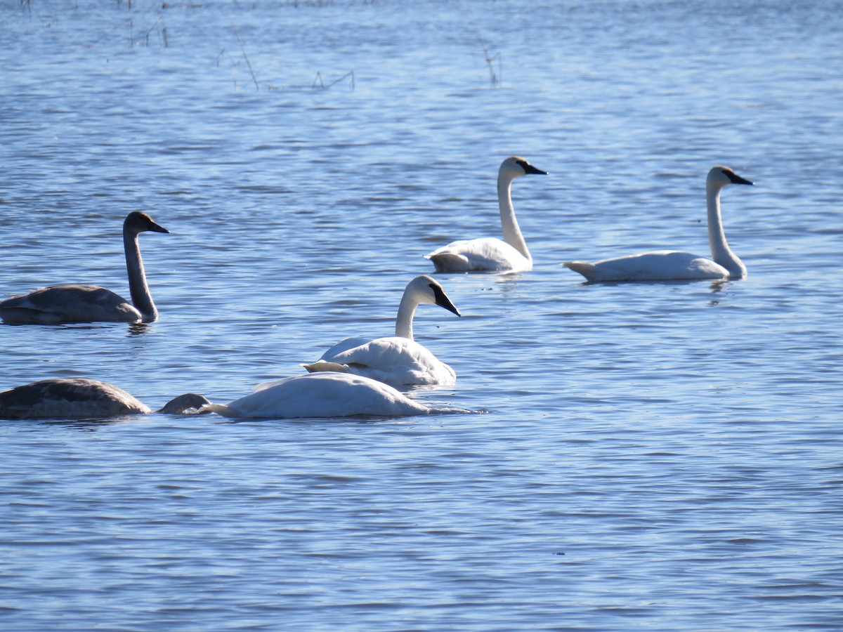 Trumpeter Swan - ML623968468