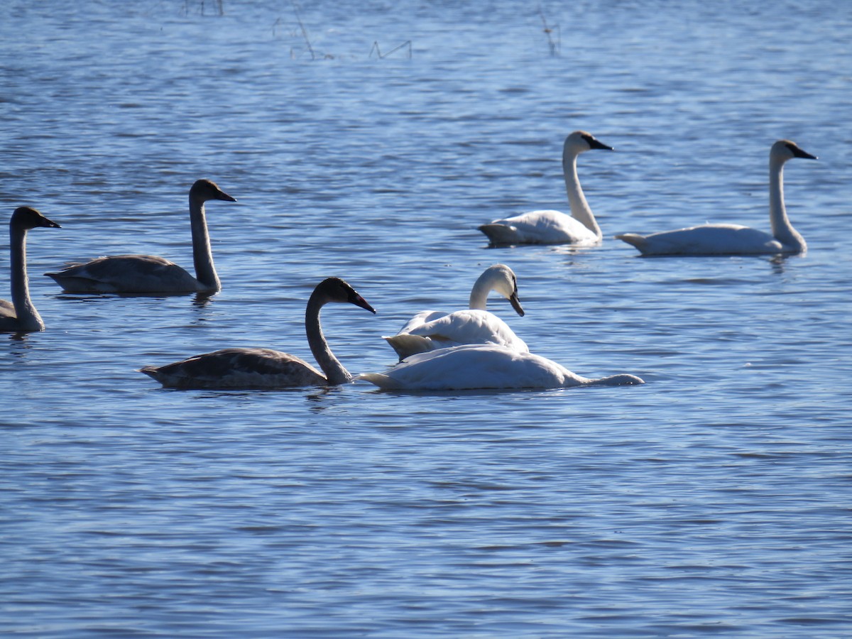 Trumpeter Swan - ML623968469