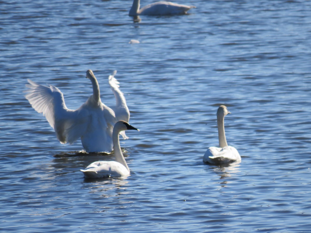 Trumpeter Swan - ML623968471