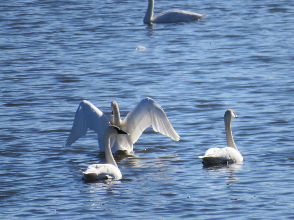 Trumpeter Swan - ML623968474