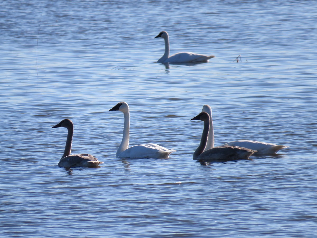 Trumpeter Swan - ML623968482