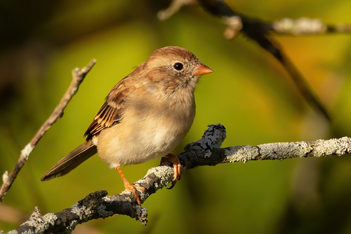 Field Sparrow - Sean Williams