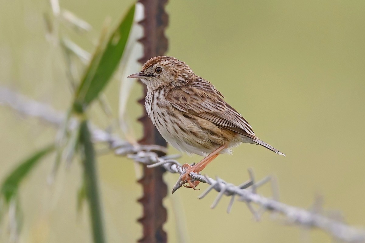 Cloud Cisticola (Cape) - ML623968499