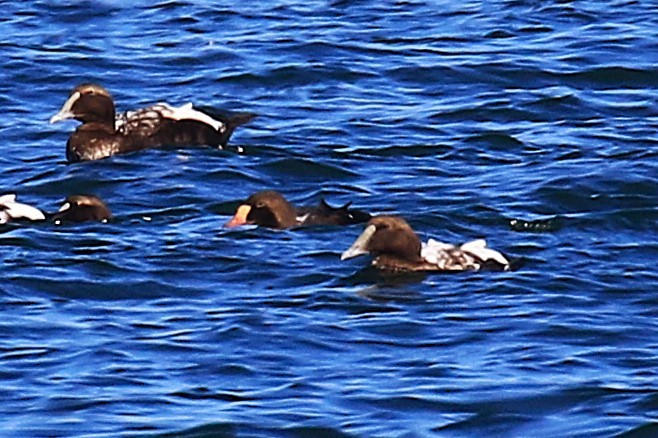 King Eider - ML623968501