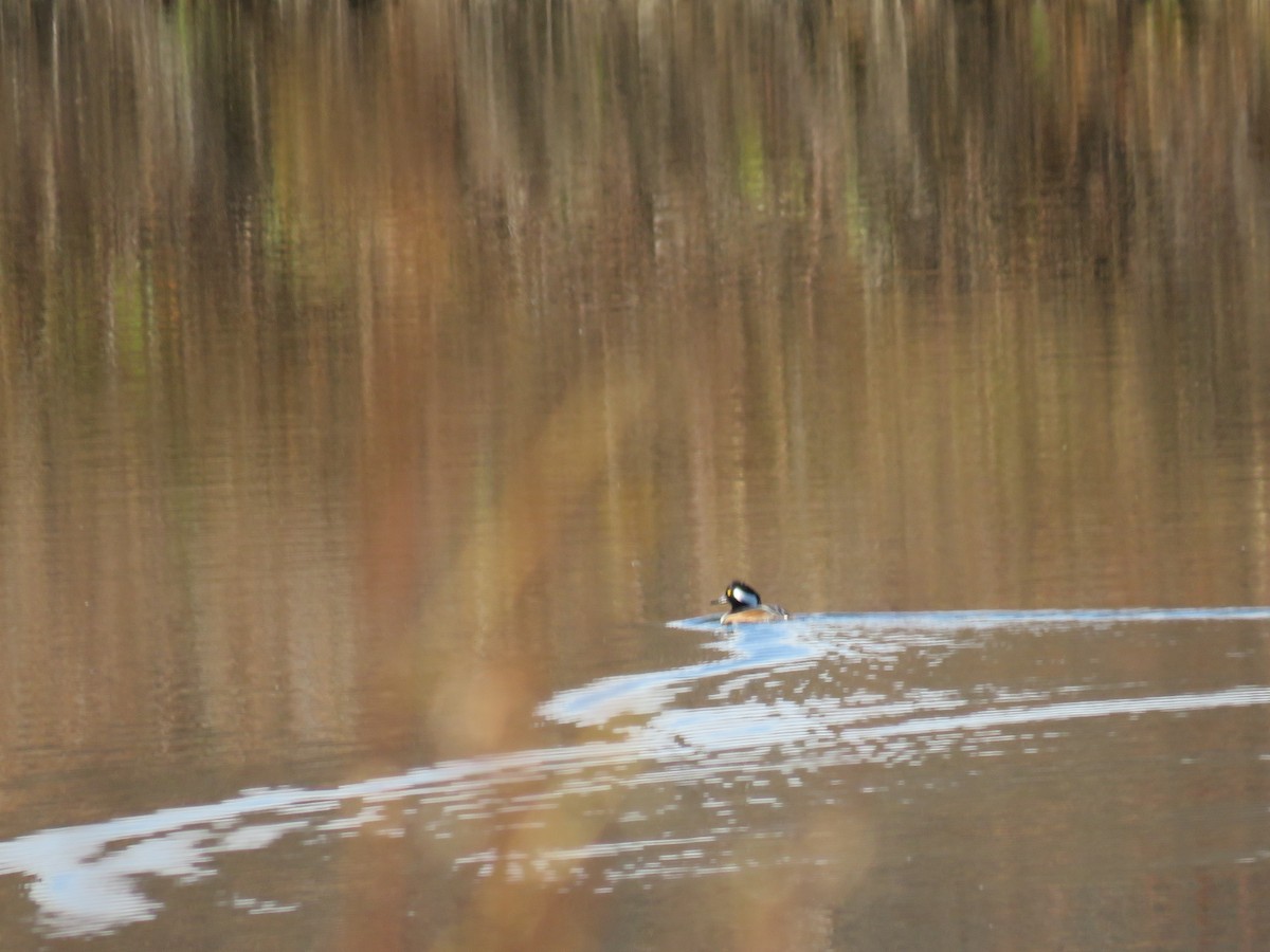 Hooded Merganser - Parker S