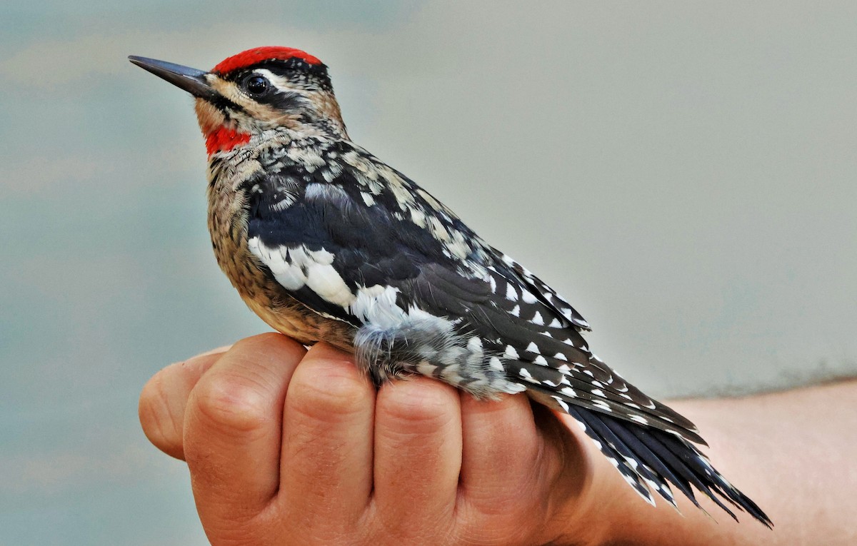 Red-naped Sapsucker - ML623968537