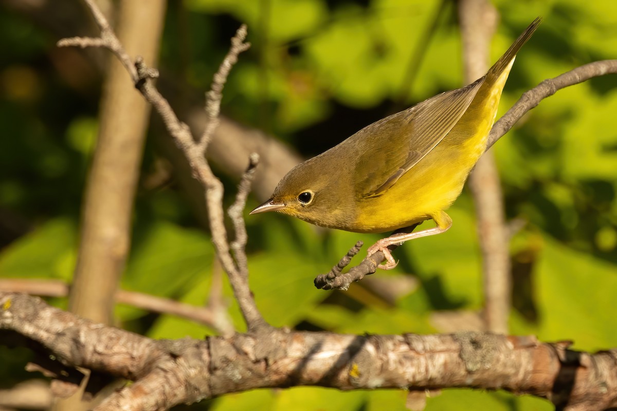 Mourning Warbler - ML623968538