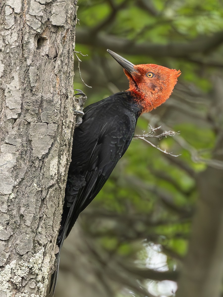 Magellanic Woodpecker - ML623968539