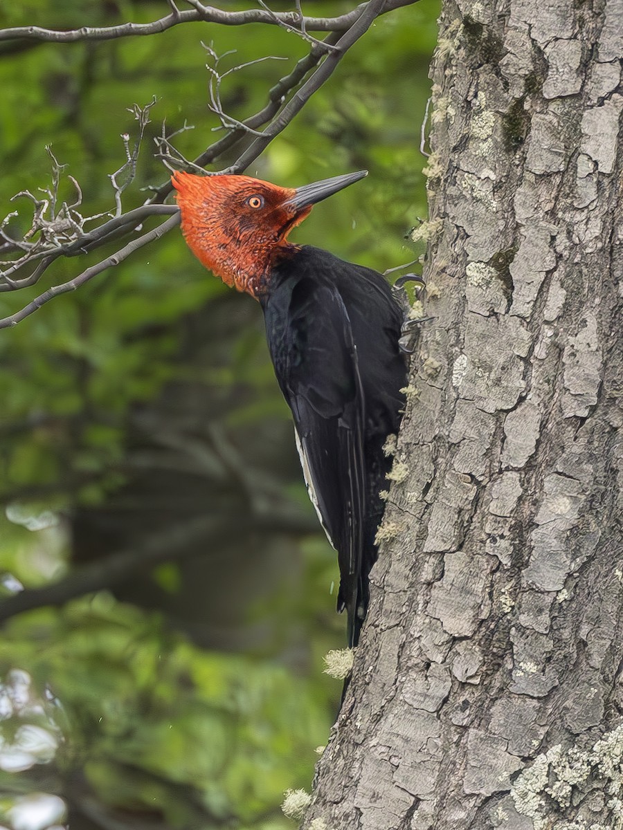 Magellanic Woodpecker - ML623968540