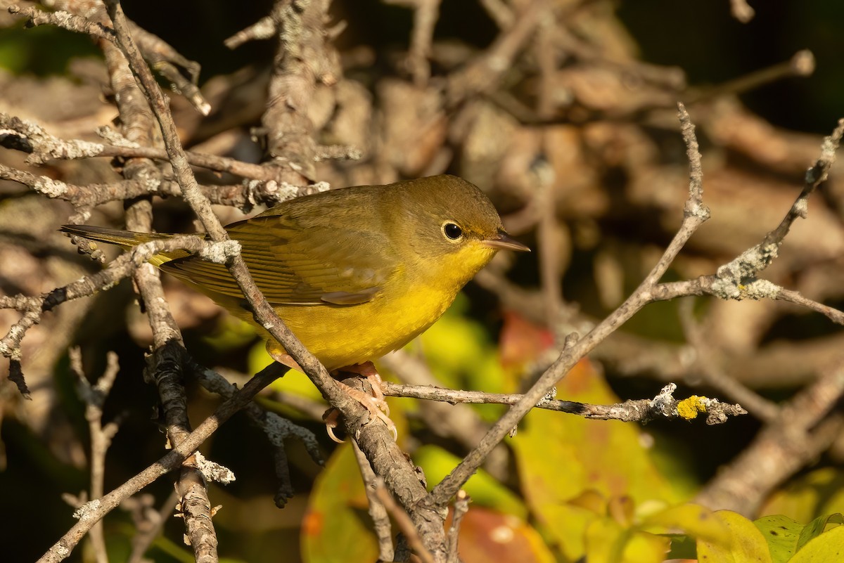 Mourning Warbler - ML623968543