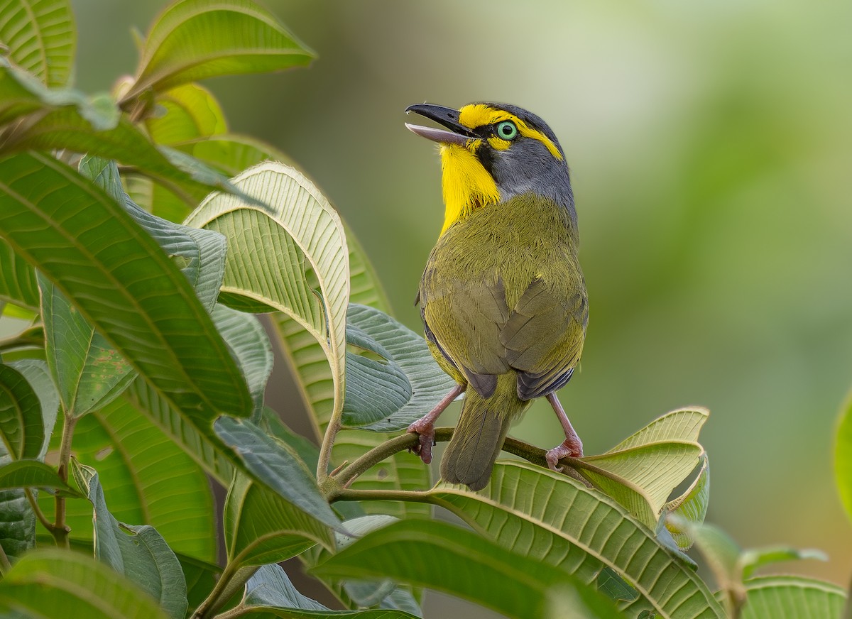 Slaty-capped Shrike-Vireo (Pale-legged) - ML623968544