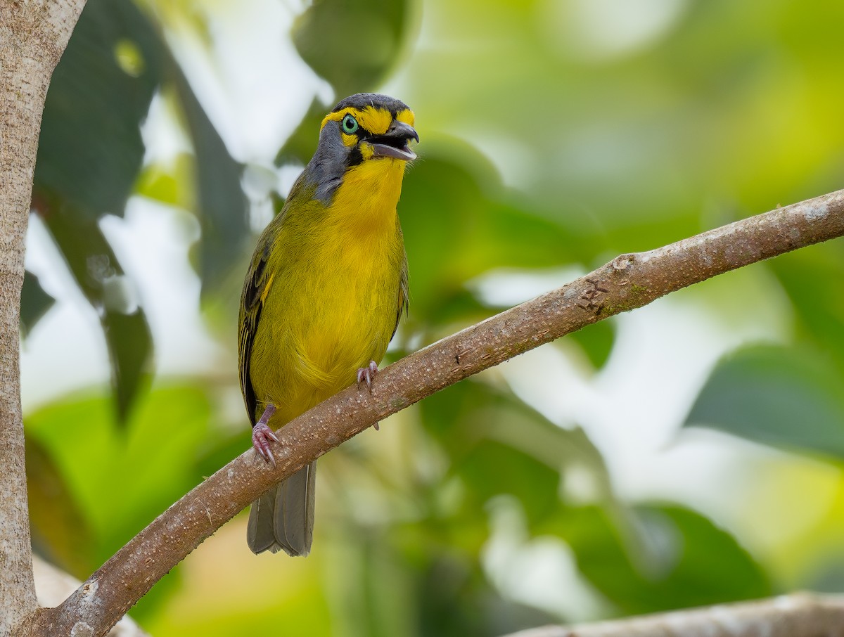 Schieferkopfvireo (Blassfußvireo) - ML623968553