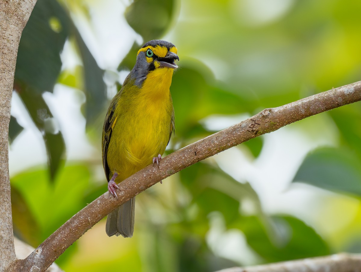 Slaty-capped Shrike-Vireo (Pale-legged) - ML623968553