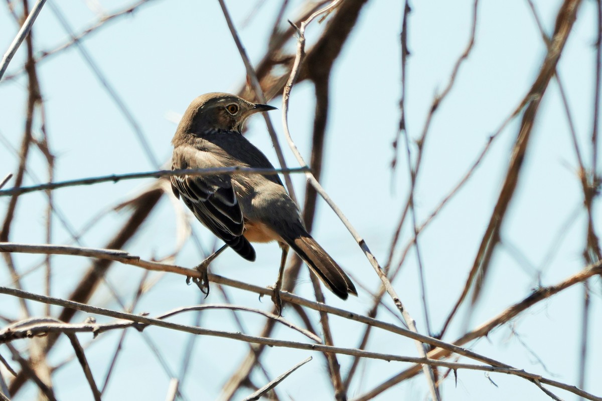 Sage Thrasher - ML623968554