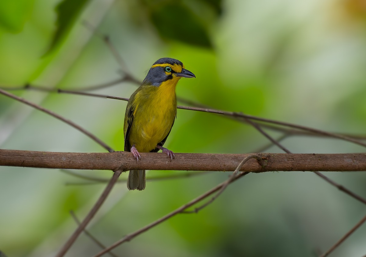 Slaty-capped Shrike-Vireo (Pale-legged) - ML623968557