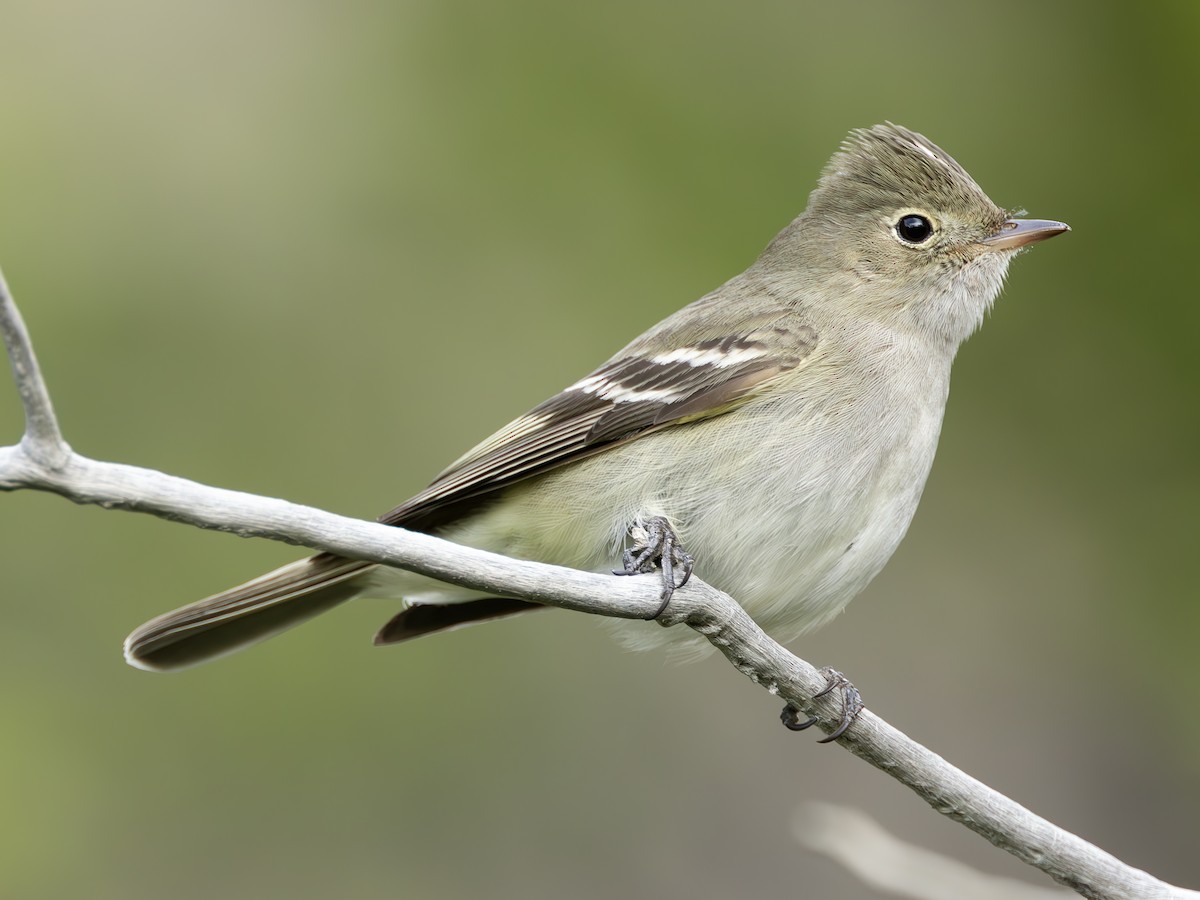 White-crested Elaenia (Chilean) - ML623968558