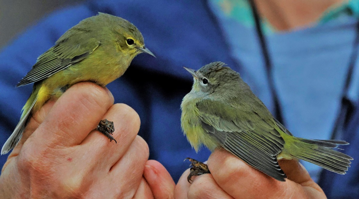 Orange-crowned Warbler - ML623968567