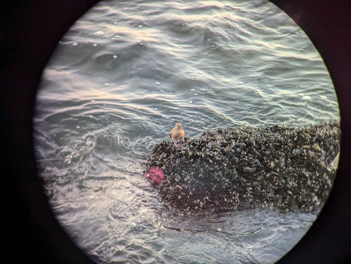 Black Turnstone - ML623968586