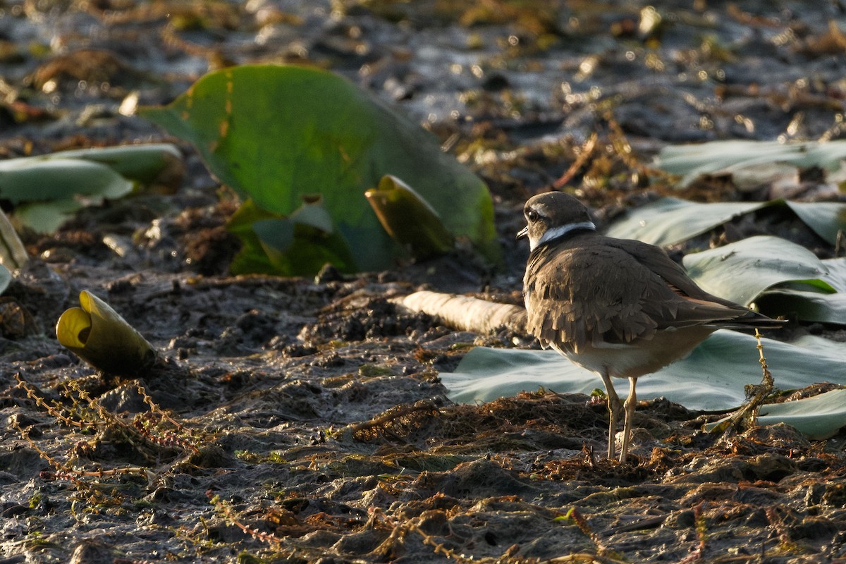 Killdeer - ML623968589