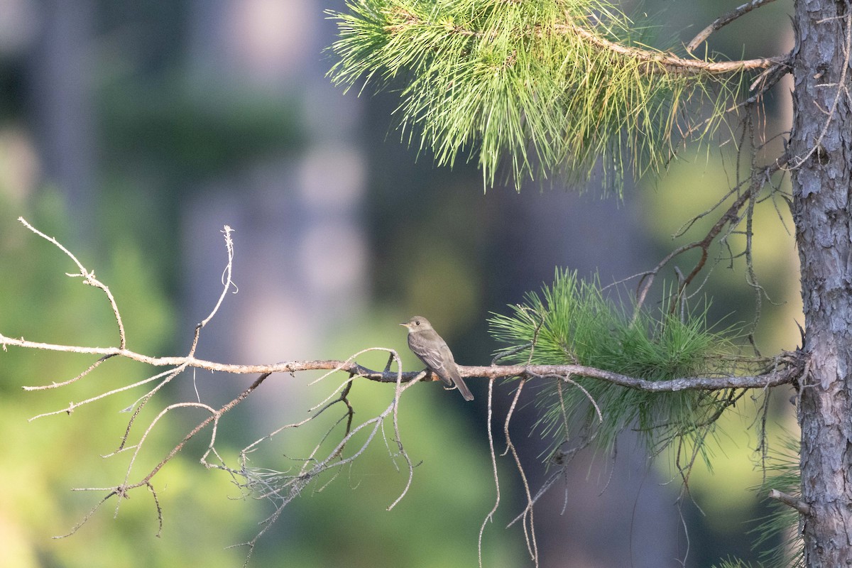 Acadian Flycatcher - ML623968601