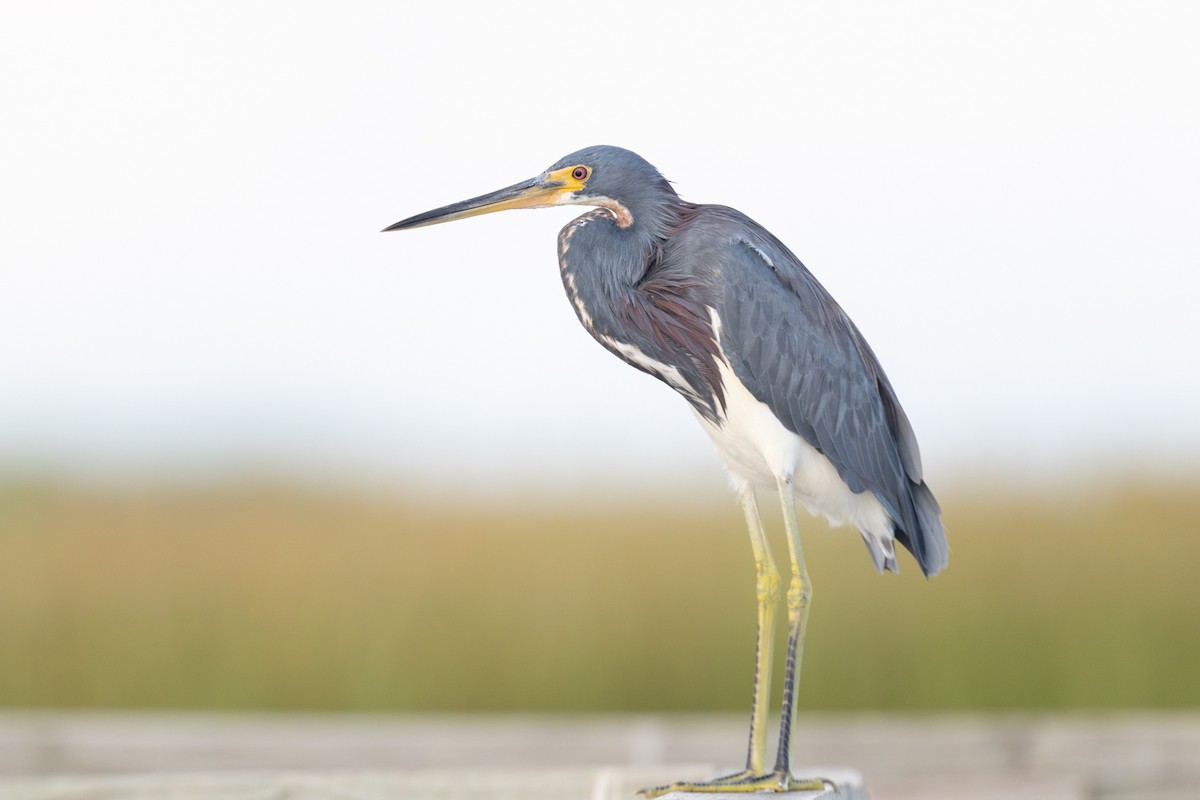 Tricolored Heron - ML623968607