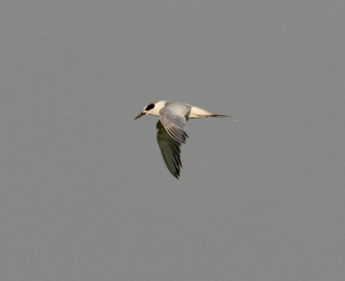 Forster's Tern - ML623968612