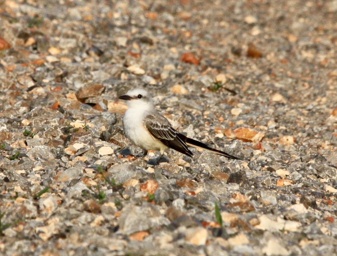 Scissor-tailed Flycatcher - ML623968619