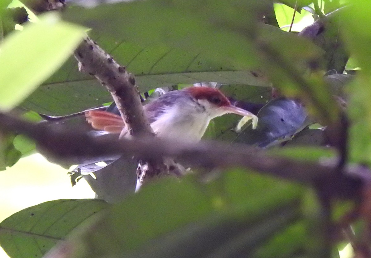 Rufous-tailed Tailorbird - ML623968627