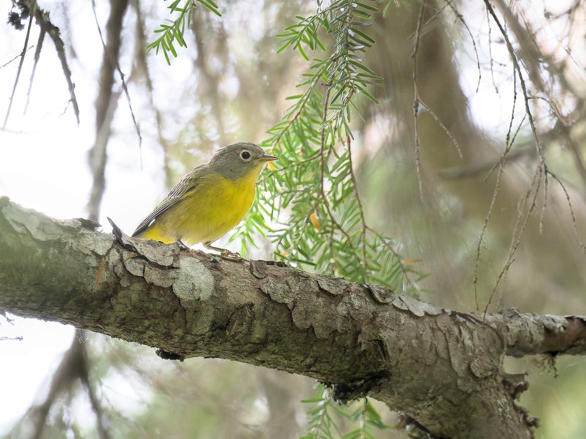 Nashville Warbler - ML623968635