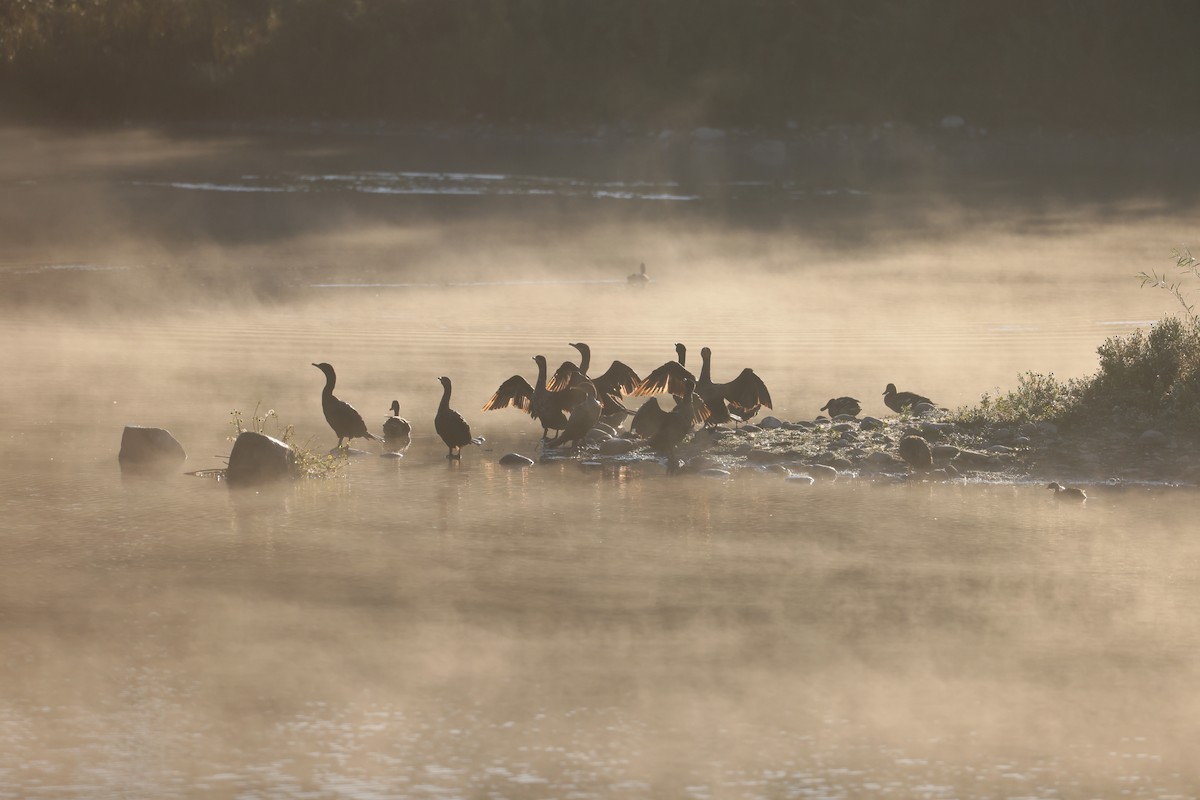 Double-crested Cormorant - ML623968664