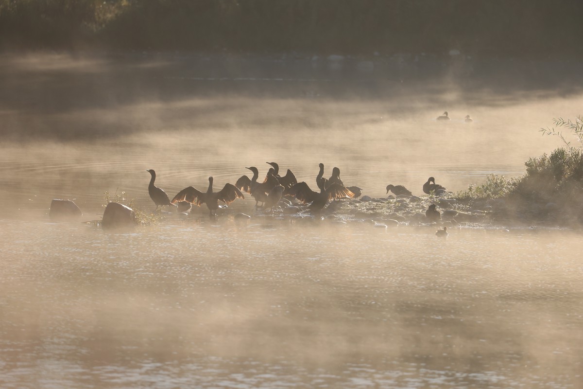 Double-crested Cormorant - ML623968669