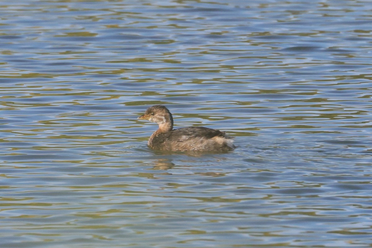 Pied-billed Grebe - ML623968679