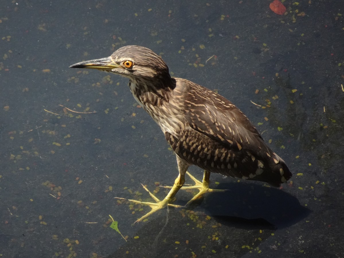 Black-crowned Night Heron - ML623968685