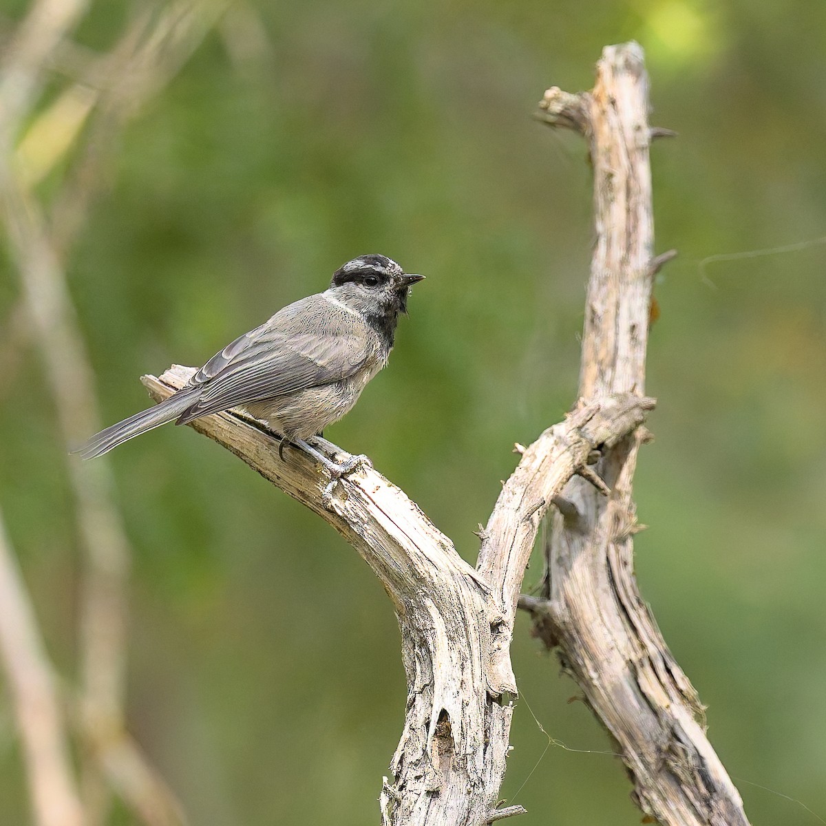 Mountain Chickadee - ML623968698