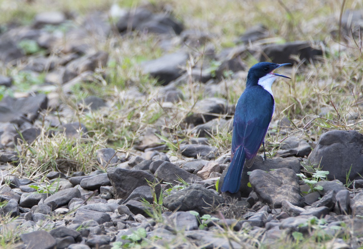 Restless Flycatcher - Nik Mulconray