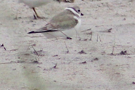 Piping Plover - ML623968792